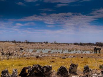 View of birds on land against sky