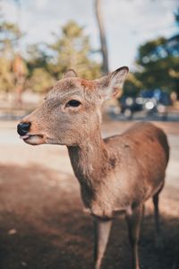 Close-up of deer standing on field