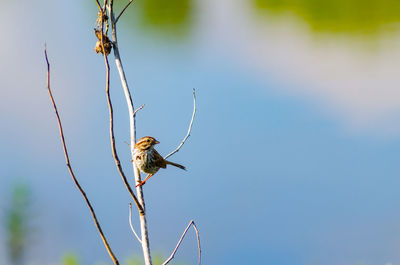 A song sparrow is perched on a branch looking to the right at a wetland area in culver, indiana, usa