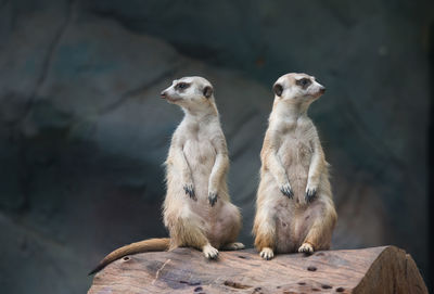 Meerkats sitting on log