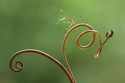 Grass mantish on the branch