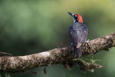 Close-up of bird perching on branch