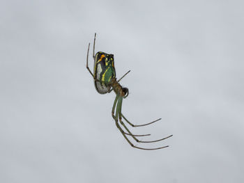 Close-up of spider against white background