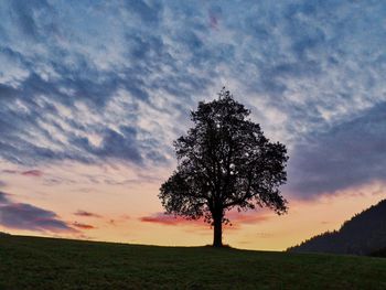 Tree on field against sky during sunset