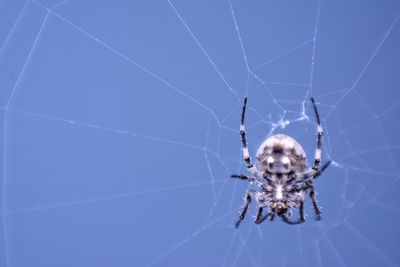 Close-up of spider on web