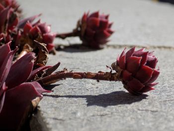 Close-up of cactus flower