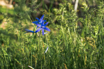 Close-up of purple flowering plant on field