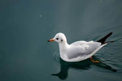 Bird flying over white background