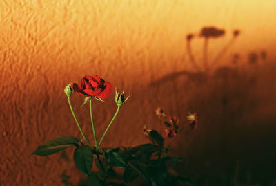 Close-up of red flowering plant