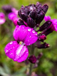 Close-up of wet pink flowering plant