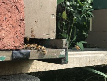 Close-up of bee on wood