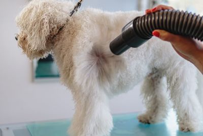 Dog getting haircut with scissors at grooming salon and pet spa