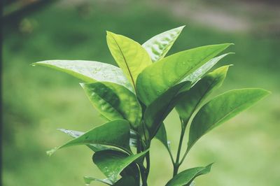 Close-up of plant