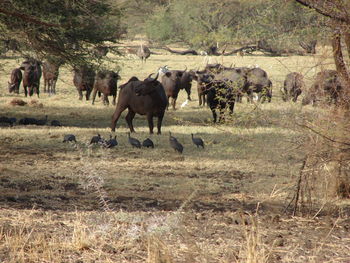 Horses in a field