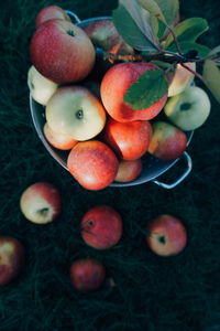 High angle view of apples on plant