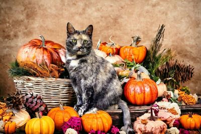 Jack o lantern and pumpkins on pumpkin