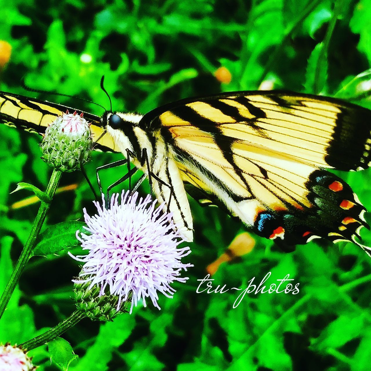 CLOSE-UP OF BUTTERFLY ON FLOWER