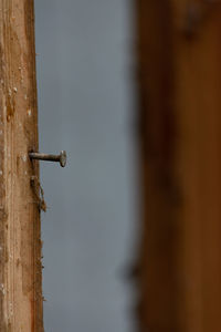 Close-up of an insect on wall