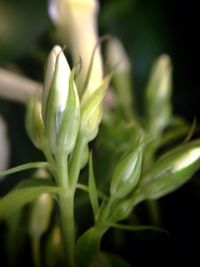 Close-up of flower bud