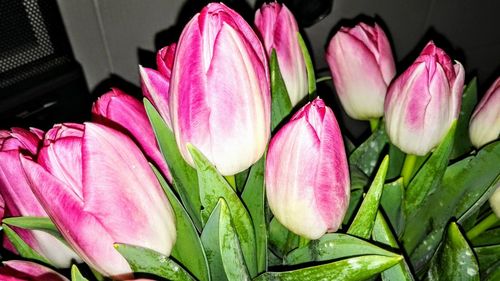 Close-up of pink flowers