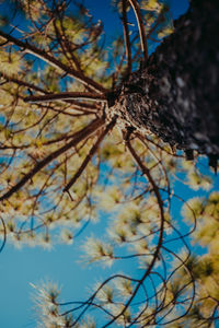 Low angle view of flowering plant against blue sky
