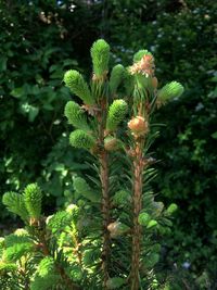 Close-up of flowering plant