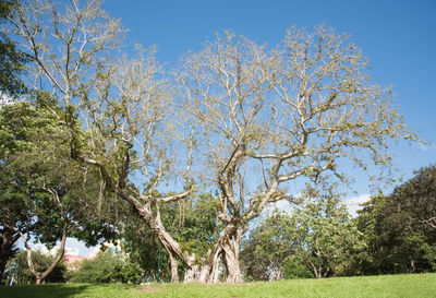 Trees on field against clear sky