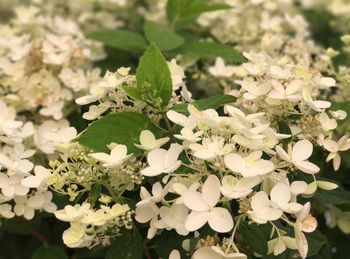 Close-up of white flowers blooming outdoors