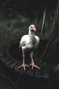 Close-up of bird perching on a land