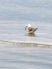 Duck swimming in lake