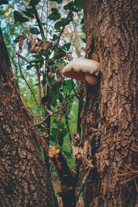 Close-up of mushrooms growing on tree trunk in forest