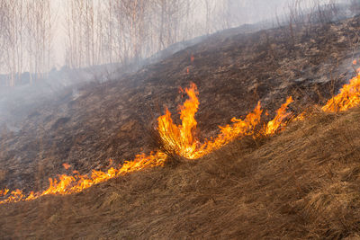 Panoramic view of bonfire