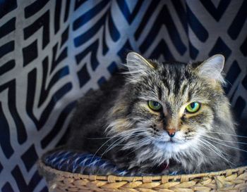 Close-up portrait of cat in basket