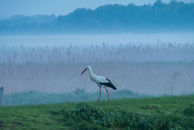 Bird flying over a field