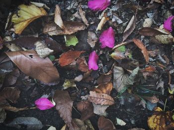 Close-up of pink flowers