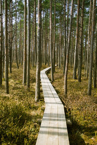 A wooden footpath in an early spring swamp