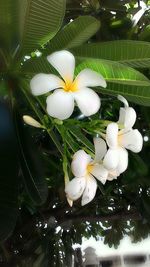 Close-up of white flowers