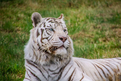 View of a cat on field