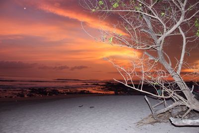 Silhouette of bare trees at sunset