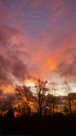 Silhouette of trees at sunset