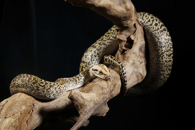 Close-up of giraffe against black background