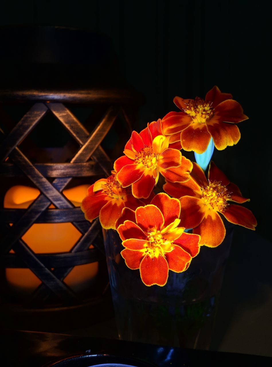 CLOSE-UP OF ORANGE FLOWER IN POT