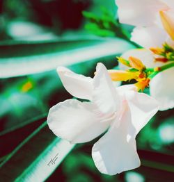 Close-up of white flowers