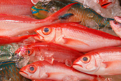 Close-up of fresh seafood for sale