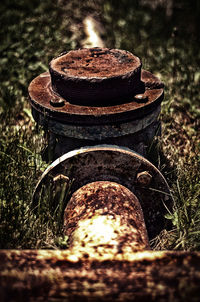 Close up of plant against blurred background