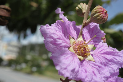 Close-up of pink flowering plant