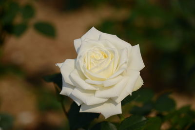 Close-up of white rose