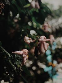 Close-up of wilted flower on tree