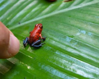 Close-up of ladybug on leaf