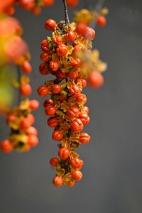 Close-up of red berries growing on plant